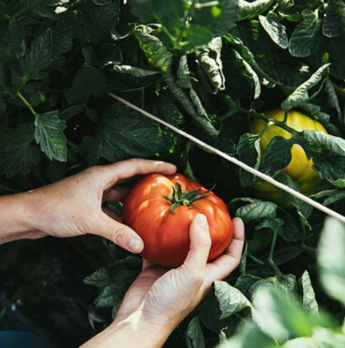 Mamma Roma Tomates